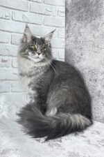 Zane Maine Coon Male Kitten For Sale – Fluffy Charm with Golden Eyes