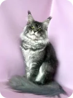 Zane Maine Coon Male Kitten For Sale – Fluffy Charm with Golden Eyes