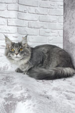 Zane Maine Coon Male Kitten For Sale – Fluffy Charm with Golden Eyes