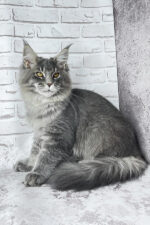 Zane Maine Coon Male Kitten For Sale – Fluffy Charm with Golden Eyes