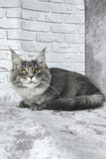 Zane Maine Coon Male Kitten For Sale – Fluffy Charm with Golden Eyes