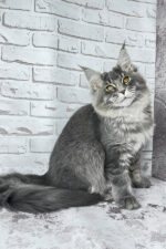 Zane Maine Coon Male Kitten For Sale – Fluffy Charm with Golden Eyes