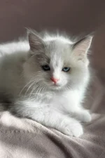 Don Ragdoll Male Kitten For Adoption