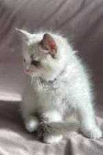 Don Ragdoll Male Kitten For Adoption