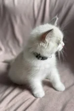 Don Ragdoll Male Kitten For Adoption