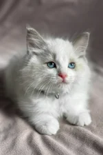 Don Ragdoll Male Kitten For Adoption