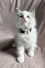 Don Ragdoll Male Kitten For Adoption