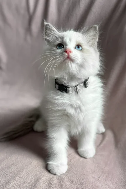 Don Ragdoll Male Kitten For Adoption