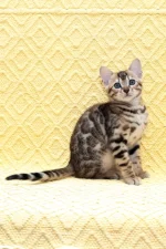 Mango Bengal Male kitten for sale — a tiny burst of golden warmth wrapped in velvet softness and curiosity.