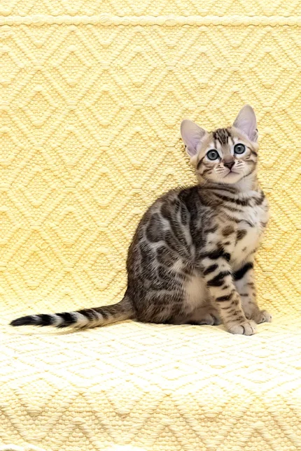 Mango Bengal Male kitten for sale — a tiny burst of golden warmth wrapped in velvet softness and curiosity.