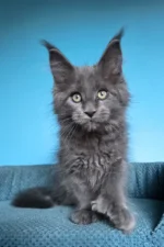 Umka Polydactyl Maine Coon Kitten – Rare Blue Beauty with Extra Toes & a Gentle Soul
