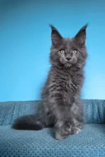 Umka Polydactyl Maine Coon Kitten – Rare Blue Beauty with Extra Toes & a Gentle Soul