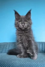Umka Polydactyl Maine Coon Kitten – Rare Blue Beauty with Extra Toes & a Gentle Soul