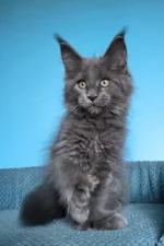 Umka Polydactyl Maine Coon Kitten – Rare Blue Beauty with Extra Toes & a Gentle Soul