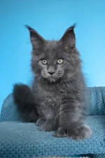 Umka Polydactyl Maine Coon Kitten – Rare Blue Beauty with Extra Toes & a Gentle Soul