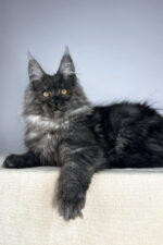 Male Black Smoke Maine Coon Kitten Wolter – Gentle Giant with a Luxurious Coat