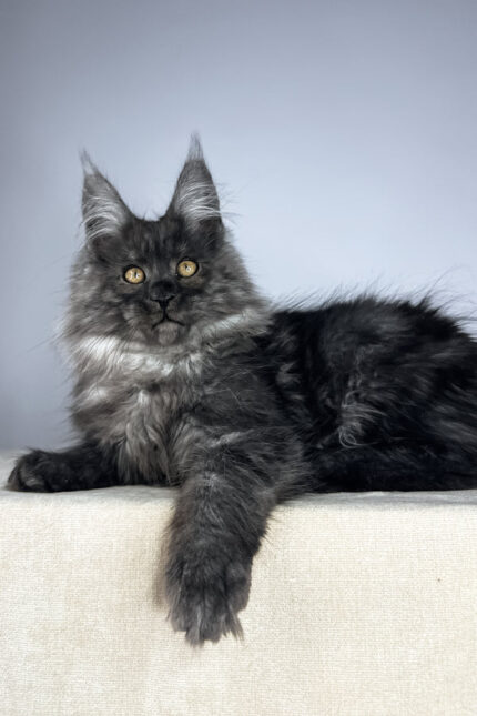 Male Black Smoke Maine Coon Kitten Wolter – Gentle Giant with a Luxurious Coat