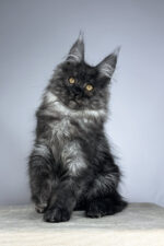 Male Black Smoke Maine Coon Kitten Wolter – Gentle Giant with a Luxurious Coat