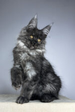 Male Black Smoke Maine Coon Kitten Wolter – Gentle Giant with a Luxurious Coat