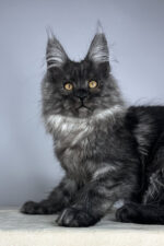 Male Black Smoke Maine Coon Kitten Wolter – Gentle Giant with a Luxurious Coat