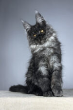Male Black Smoke Maine Coon Kitten Wolter – Gentle Giant with a Luxurious Coat