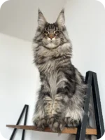 Male Black Smoke Maine Coon Kitten Wolter – Gentle Giant with a Luxurious Coat