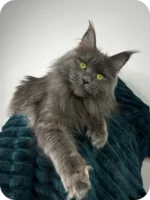 Male Black Smoke Maine Coon Kitten Wolter – Gentle Giant with a Luxurious Coat