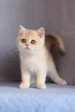 Daks British Shorthair Male Kitten For Sale