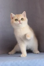Daks British Shorthair Male Kitten For Sale