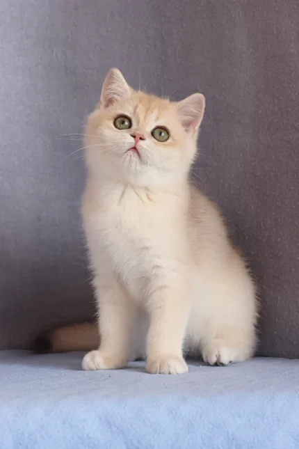 Daks British Shorthair Male Kitten For Sale