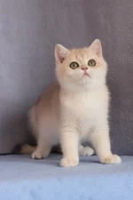 Daks British Shorthair Male Kitten For Sale