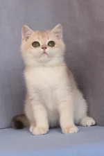 Daks British Shorthair Male Kitten For Sale
