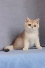 Daks British Shorthair Male Kitten For Sale