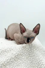 Presley Sphynx Male Kitten For Sale