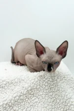 Presley Sphynx Male Kitten For Sale