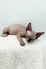 Presley Sphynx Male Kitten For Sale