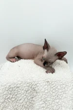 Presley Sphynx Male Kitten For Sale