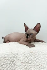 Presley Sphynx Male Kitten For Sale