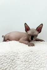 Presley Sphynx Male Kitten For Sale