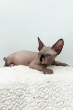 Presley Sphynx Male Kitten For Sale