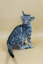 Yogi Bengal Male Kitten For Sale