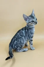Yogi Bengal Male Kitten For Sale