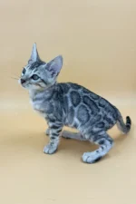 Yogi Bengal Male Kitten For Sale