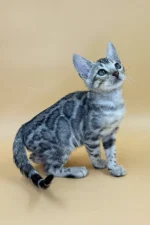 Yogi Bengal Male Kitten For Sale