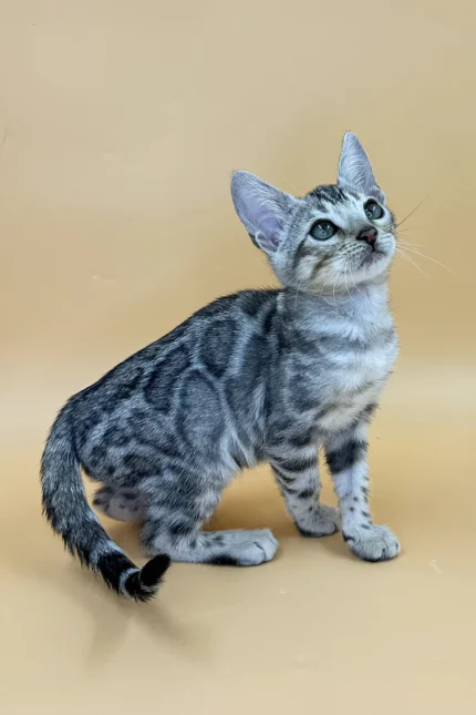 Yogi Bengal Male Kitten For Sale