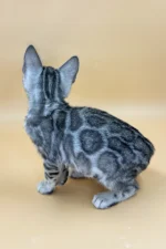 Yogi Bengal Male Kitten For Sale