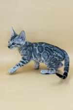 Yogi Bengal Male Kitten For Sale