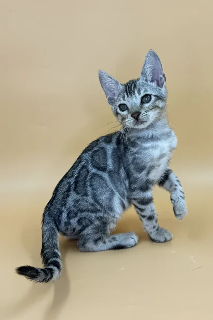 Yogi Bengal Male Kitten For Sale