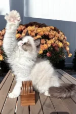 Grisha Ragdoll Male Kitten For Sale