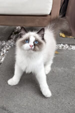 Grisha Ragdoll Male Kitten For Sale